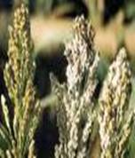 Sorghum